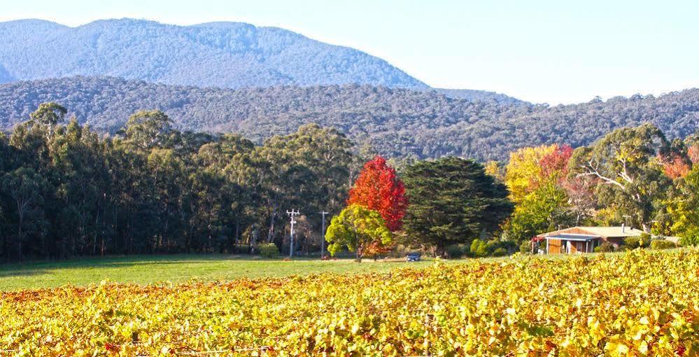 Valley Farm Vineyard Cottages Healesville Dış mekan fotoğraf