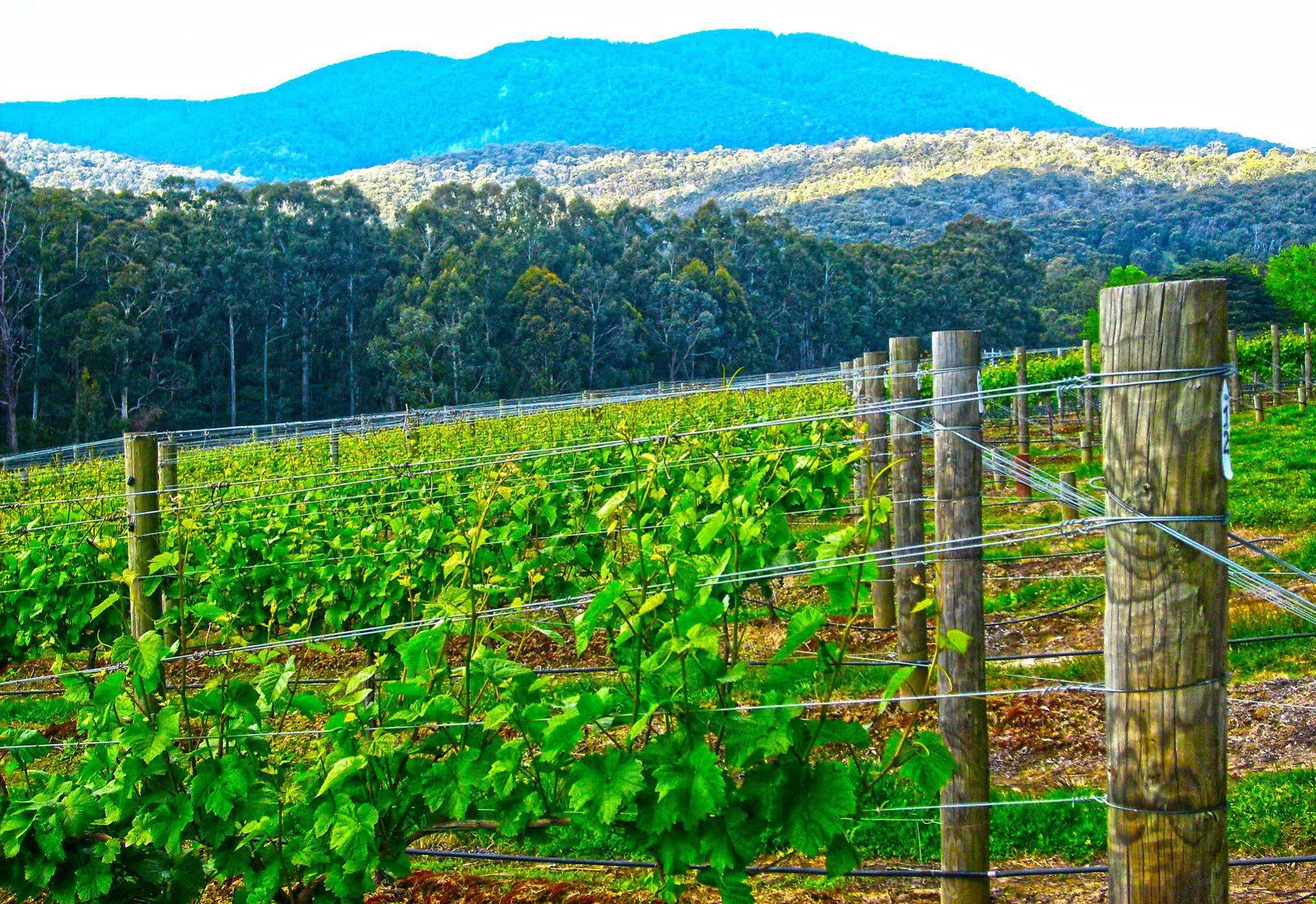 Valley Farm Vineyard Cottages Healesville Dış mekan fotoğraf