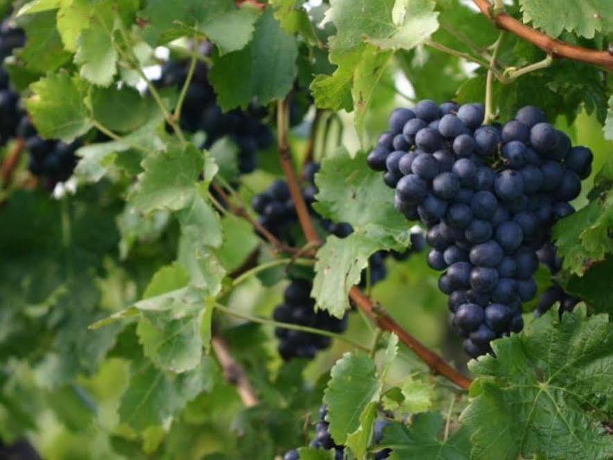 Valley Farm Vineyard Cottages Healesville Dış mekan fotoğraf